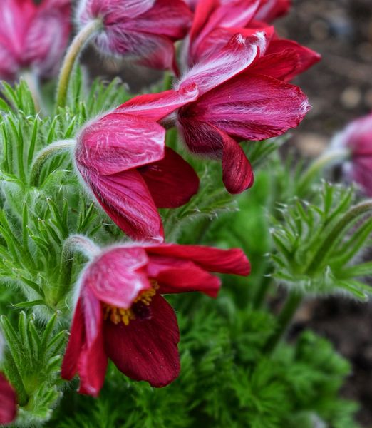Pulsatilla vulgaris 'Pulsar Red Shades'